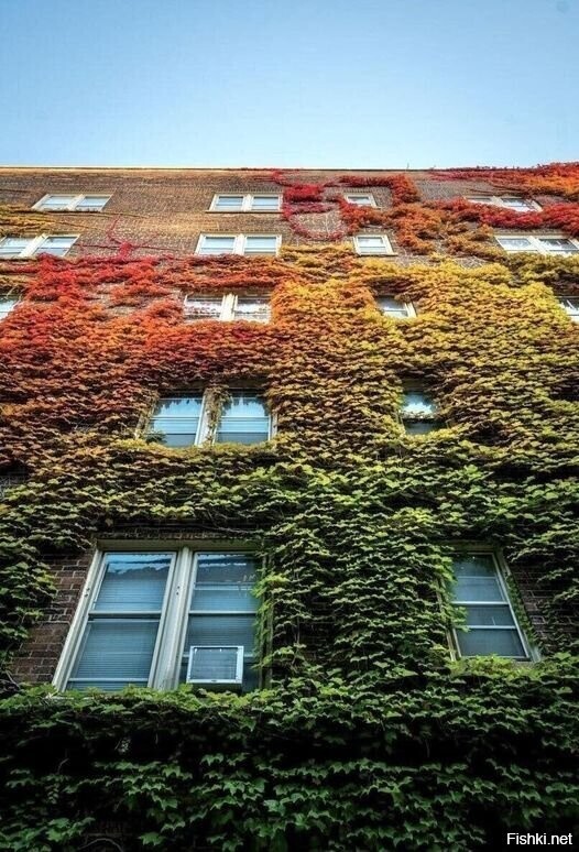 Красный, желтый, зелёный