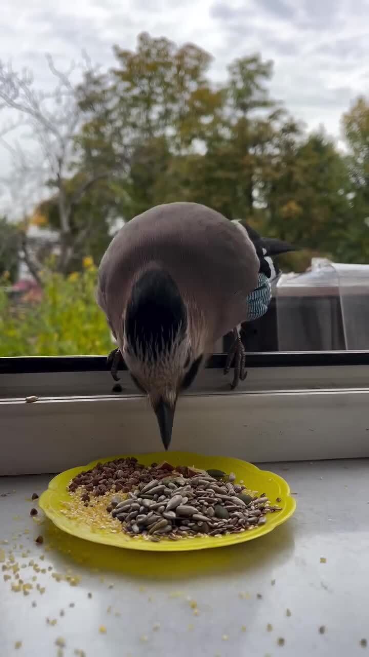 Очередное про сойку)