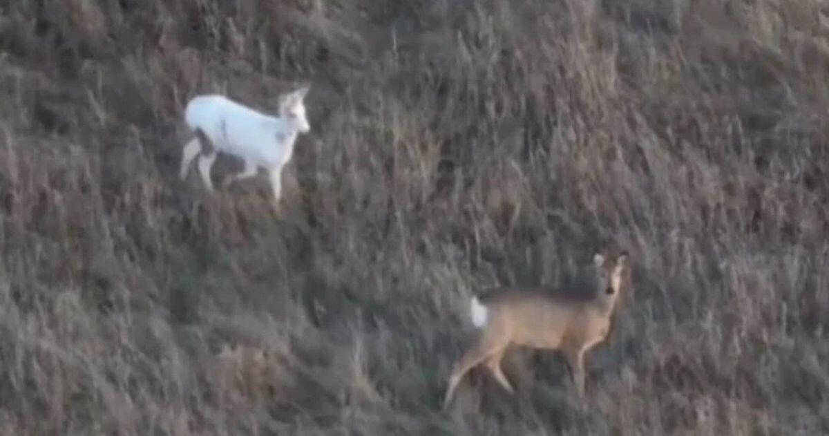 Почти белоснежная косуля замечена в Новосибирской области