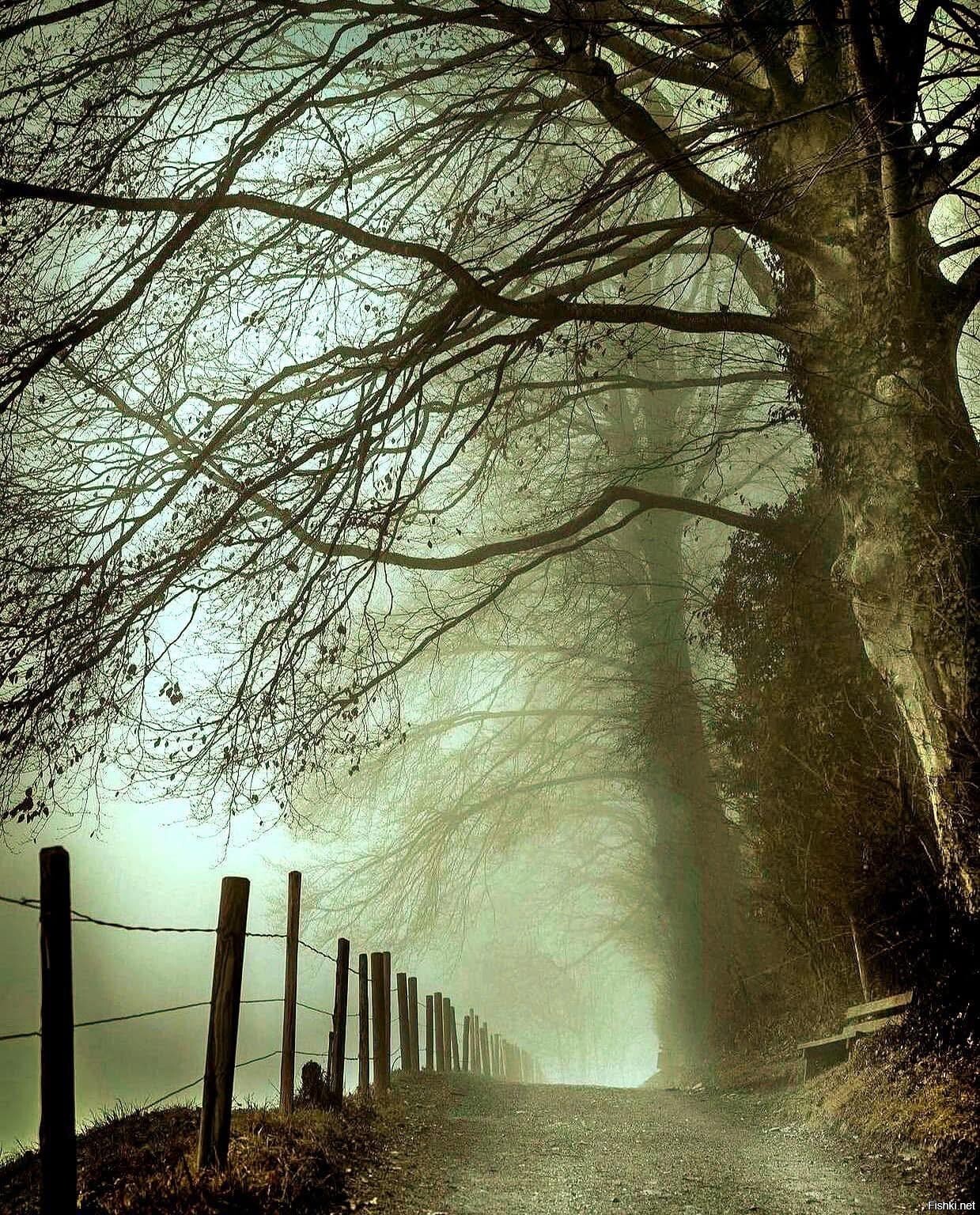 Утренний туман