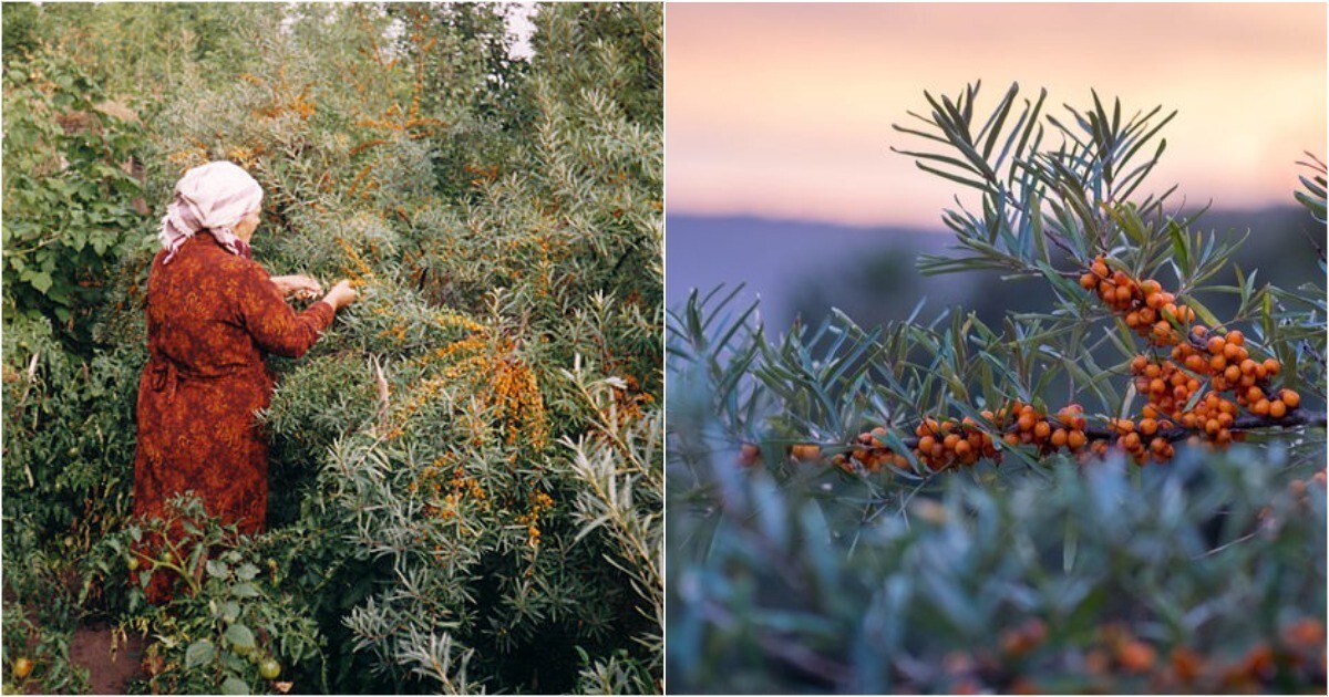 Сибирское чудо, которое европейцы открывают заново: облепиха замедляет старение