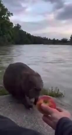 Бобра не оскорблять