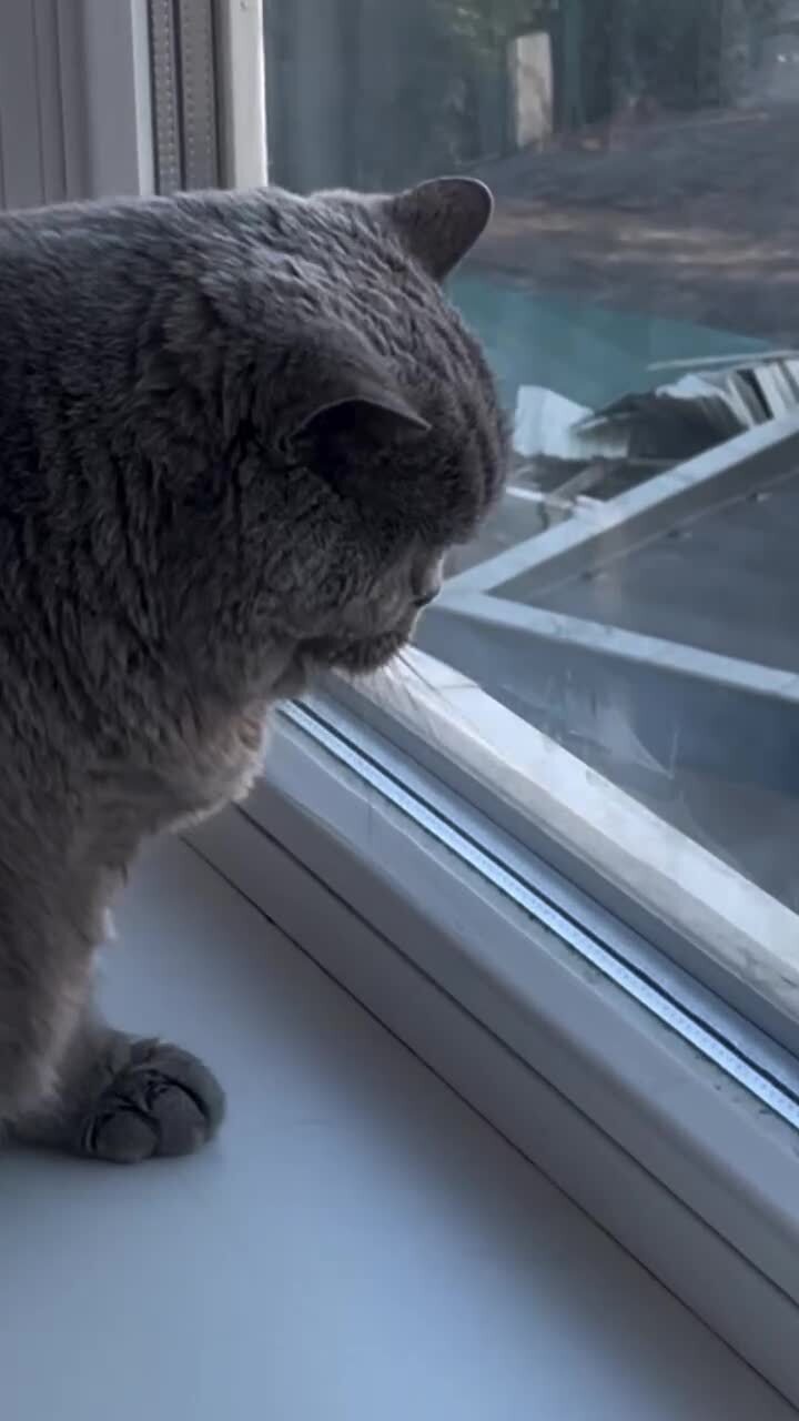 Интрига и успокоение)