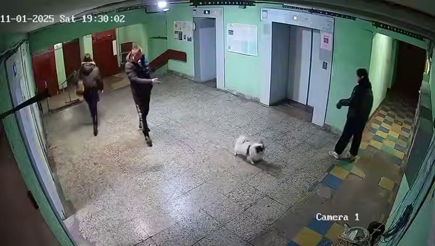 «Ты держи собаку свою, а то она не доедет»: неадекват швырнул чужого пса в стену за то, что тот гавкнул