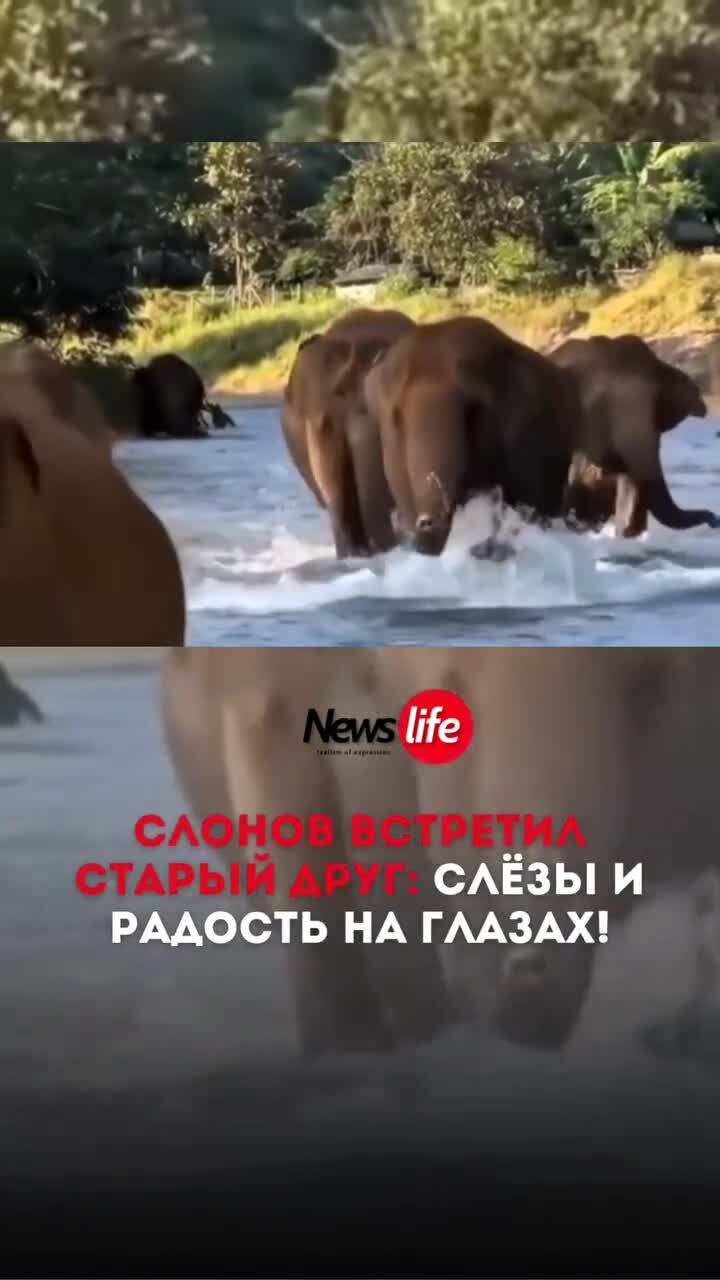 Спустя четыре года слоны снова увидели человека, который когда-то заботился о...