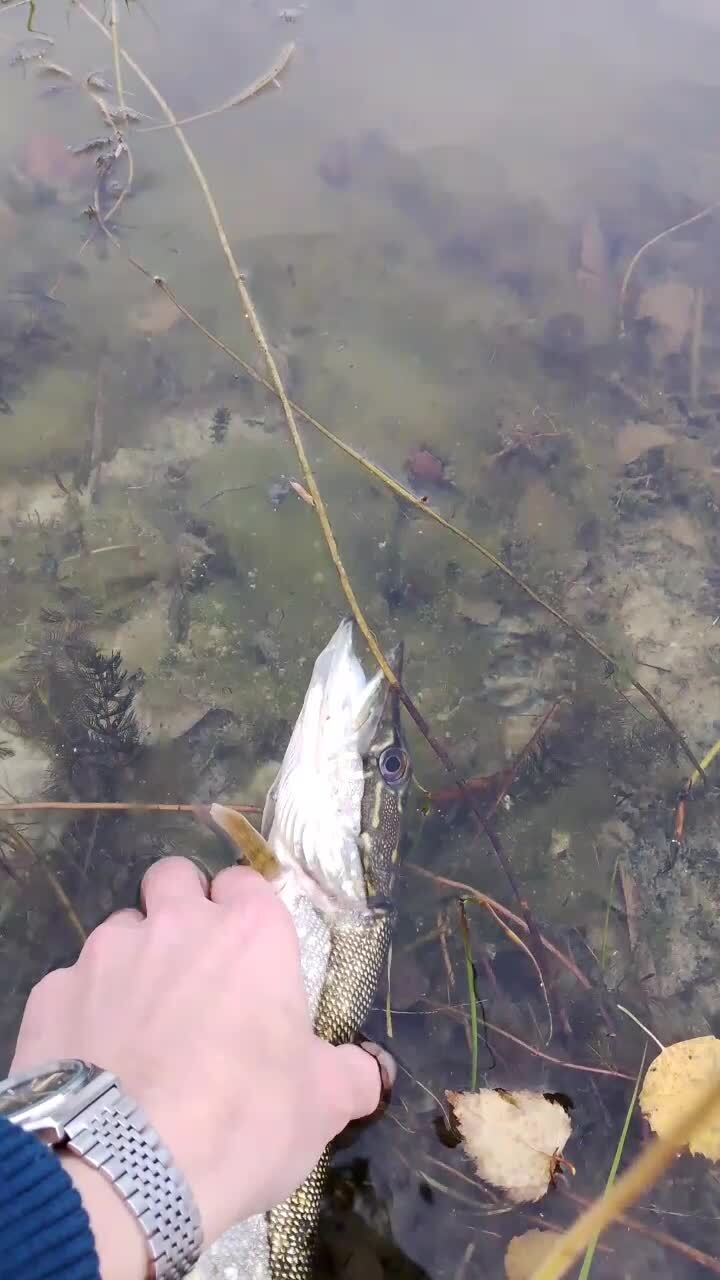 одни шнурки