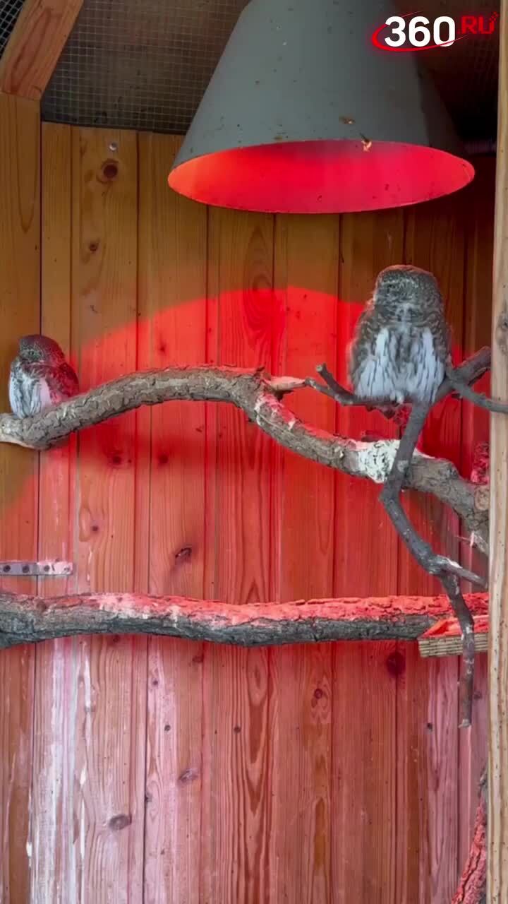 Я оглянулся посмотреть, не оглянулась ли она, чтоб посмотреть, не оглянулся л...