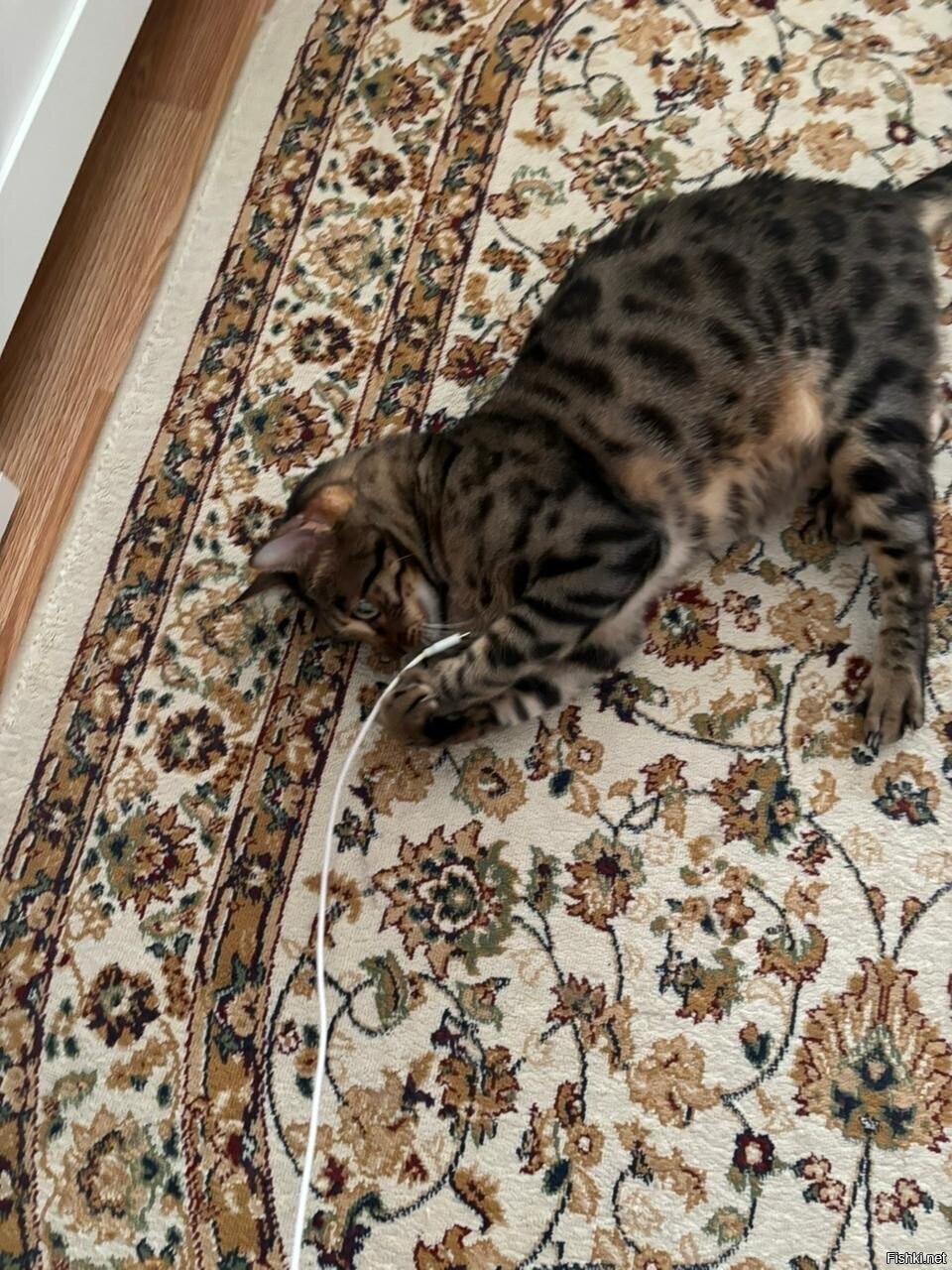 Поймал фост мыши 