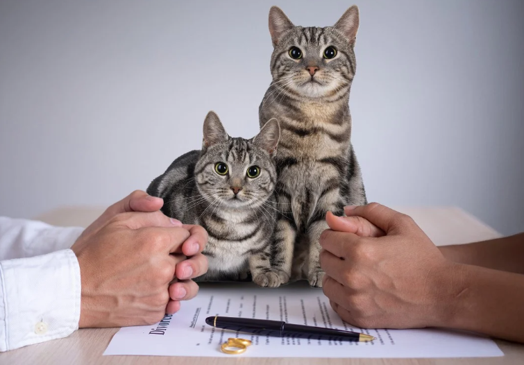 Турецкий тренд – алименты на котов