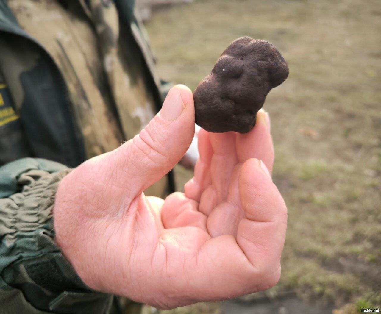 В лесах Саратовской области нашли чёрные трюфели