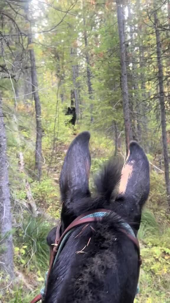 -Красную шапочку не видел