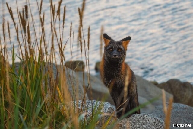 Лиса-сиводушка в бухте Весёлая, Магадан