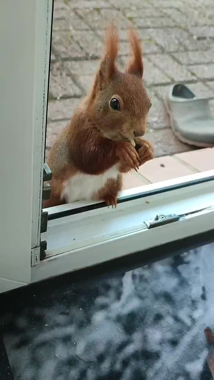 Внезапный гость