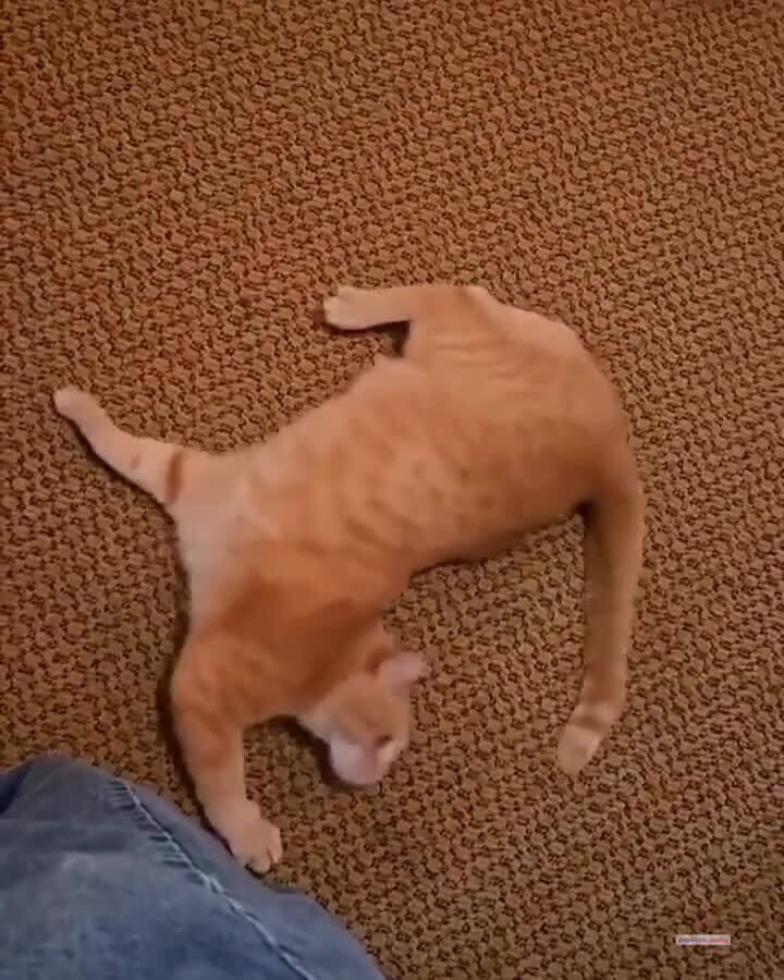 Круговая прогулка)