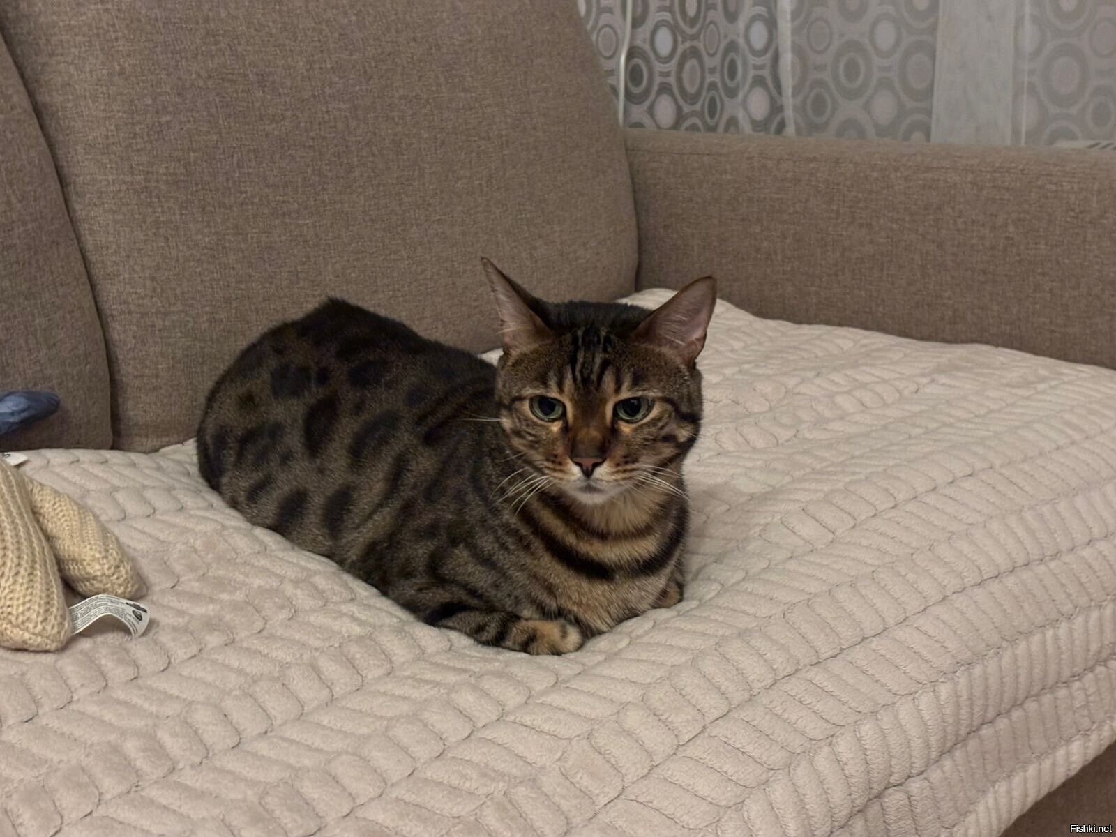 Как мой сын говорит «Забатонился» 