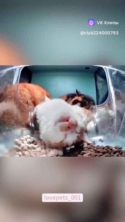 котоперекус