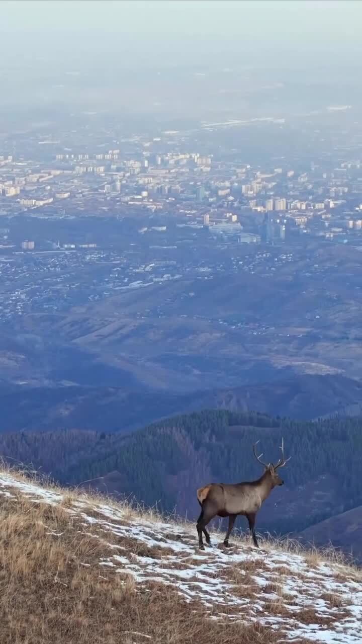 Вид на Алма-Ату
