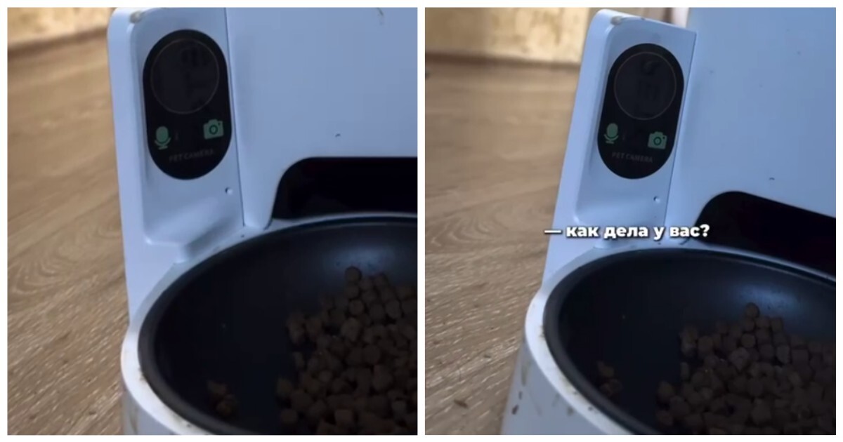 Мужчина дозвонился до своей жены через кошачью автокормушку