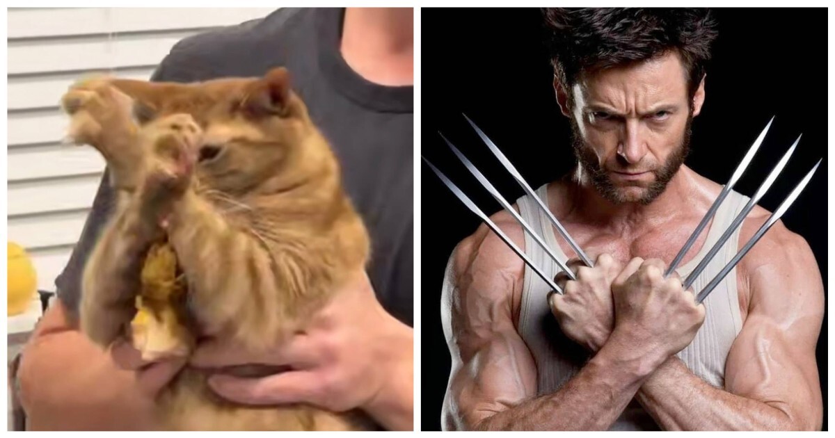 Кот до последнего защищал украденную курицу