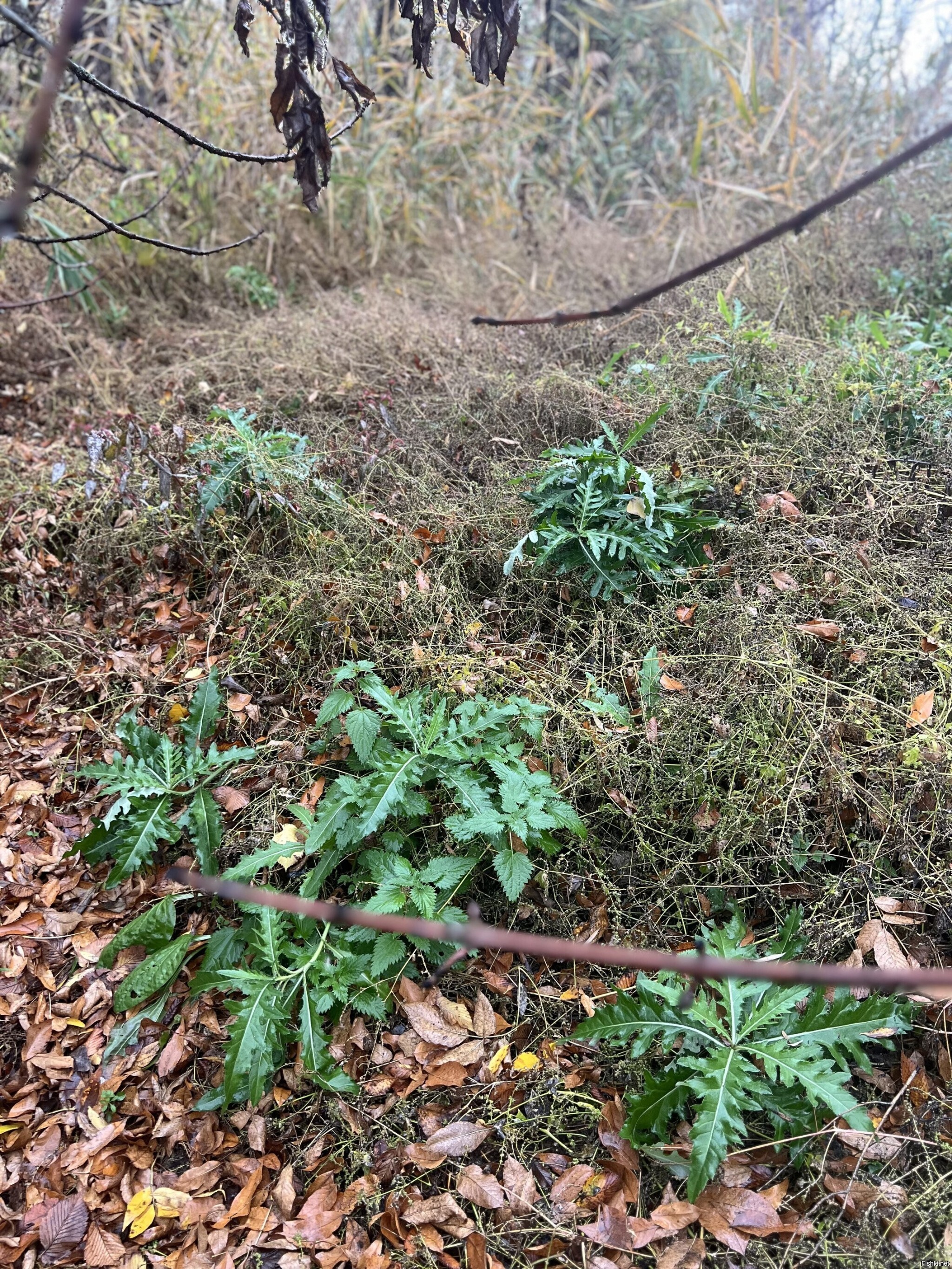 Ростовский ноябрьский лес