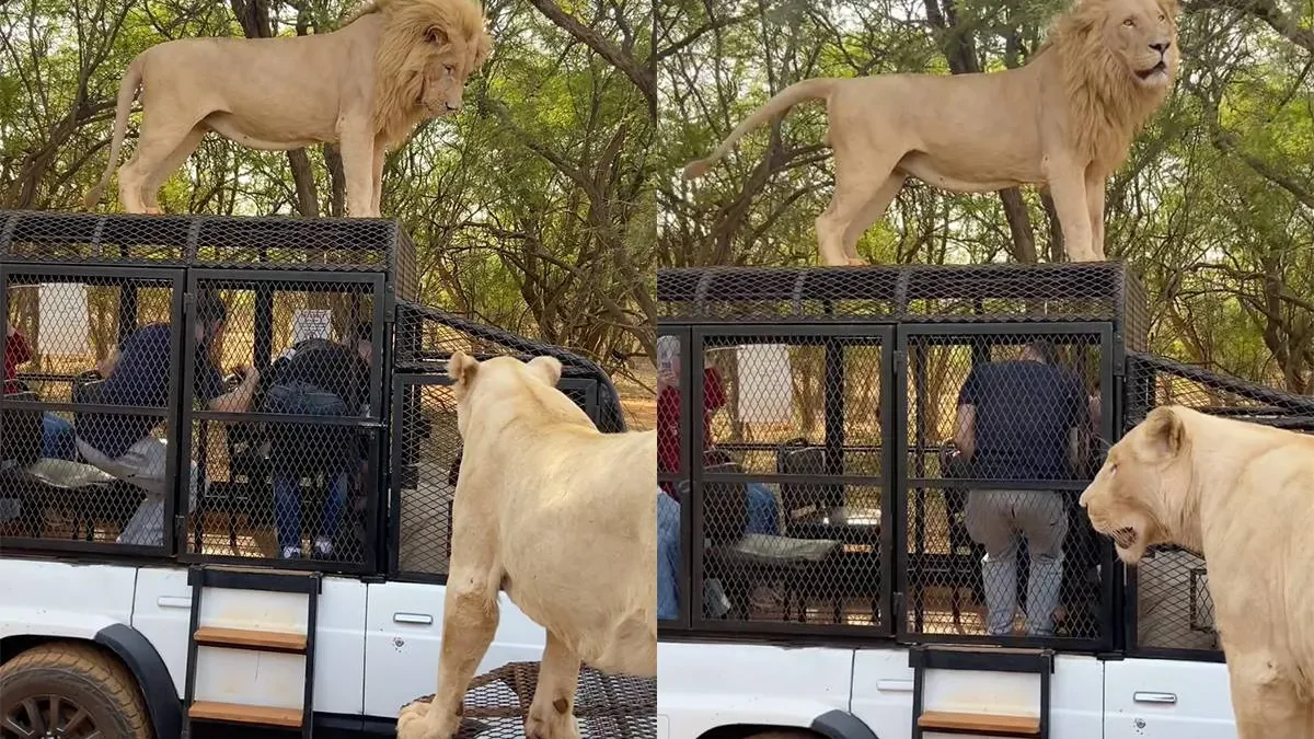 Во время сафари в Сенегале лев забрался на крышу машины и помочился на туристов