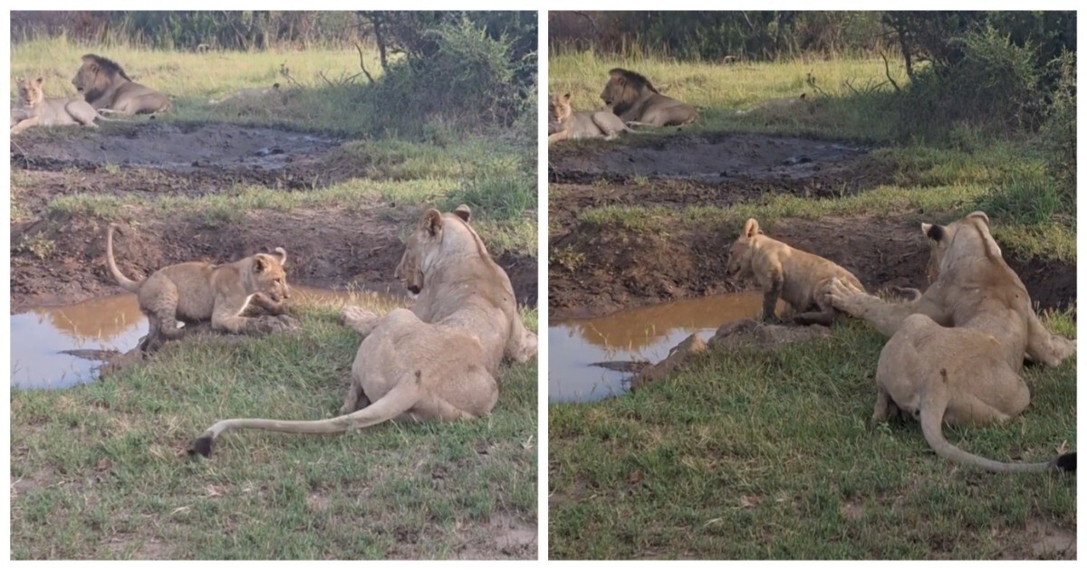 Все коты любят играть