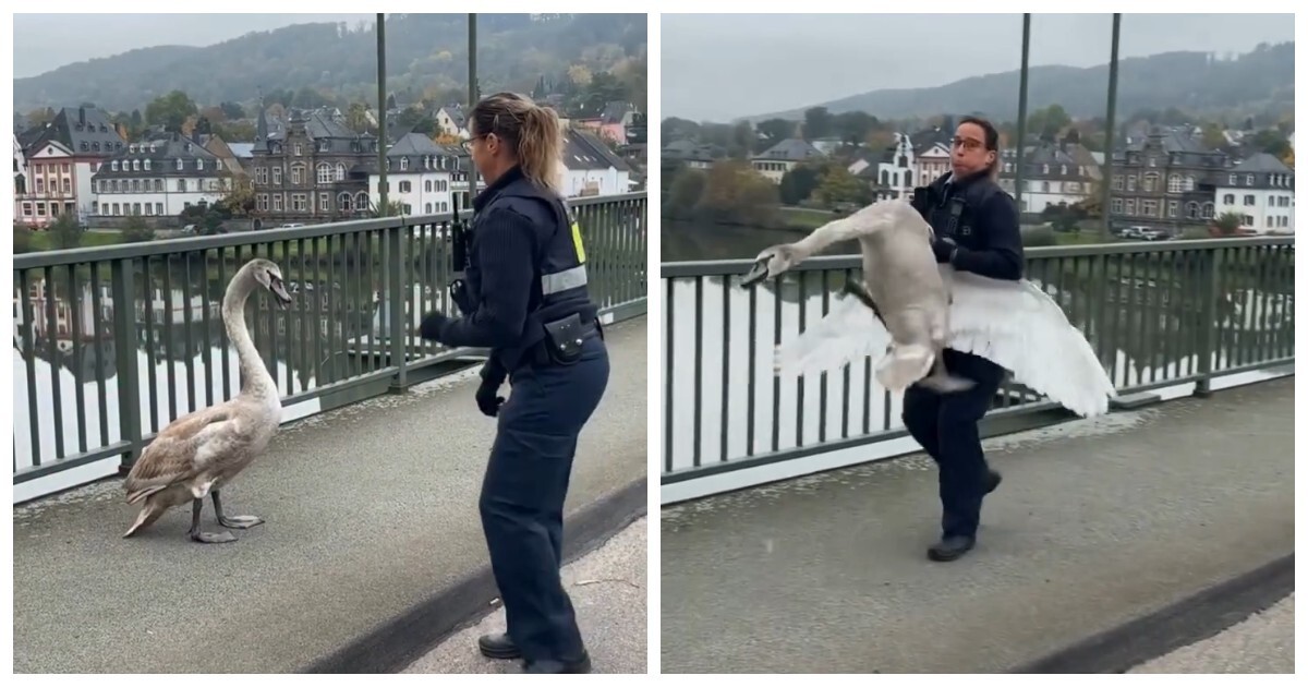 Немецкая полиция поймала лебедя, который выбежал на трассу