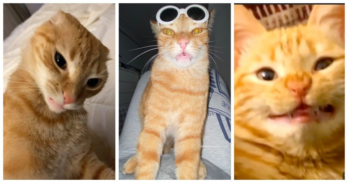 С рыжим котом не соскучишься