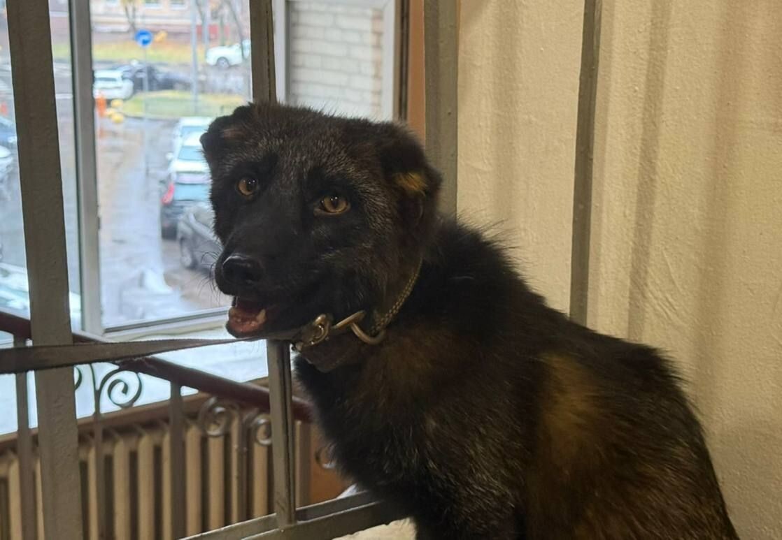 Прокуроры изъяли чернобурую лису, проживавшую в квартире в Москве