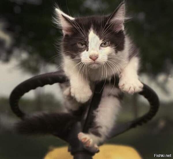 В Сокольники,он,гад, рвётся