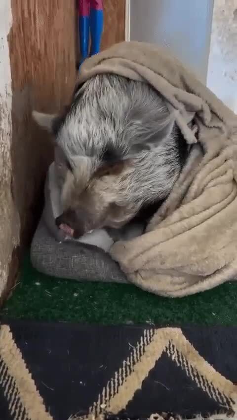 Поели - можно и поспать