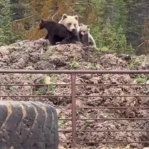 Видит око, да зуб неймёт