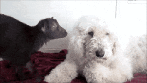 Просто гифки, всякие и&nbsp;разные