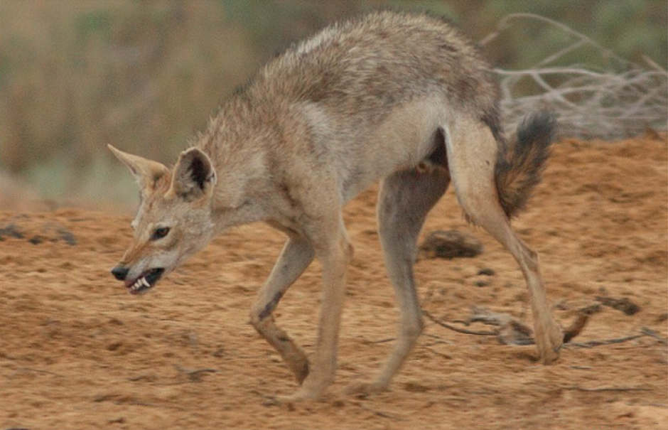 Золотистый волк: самый слабый и маленький хищник в мире