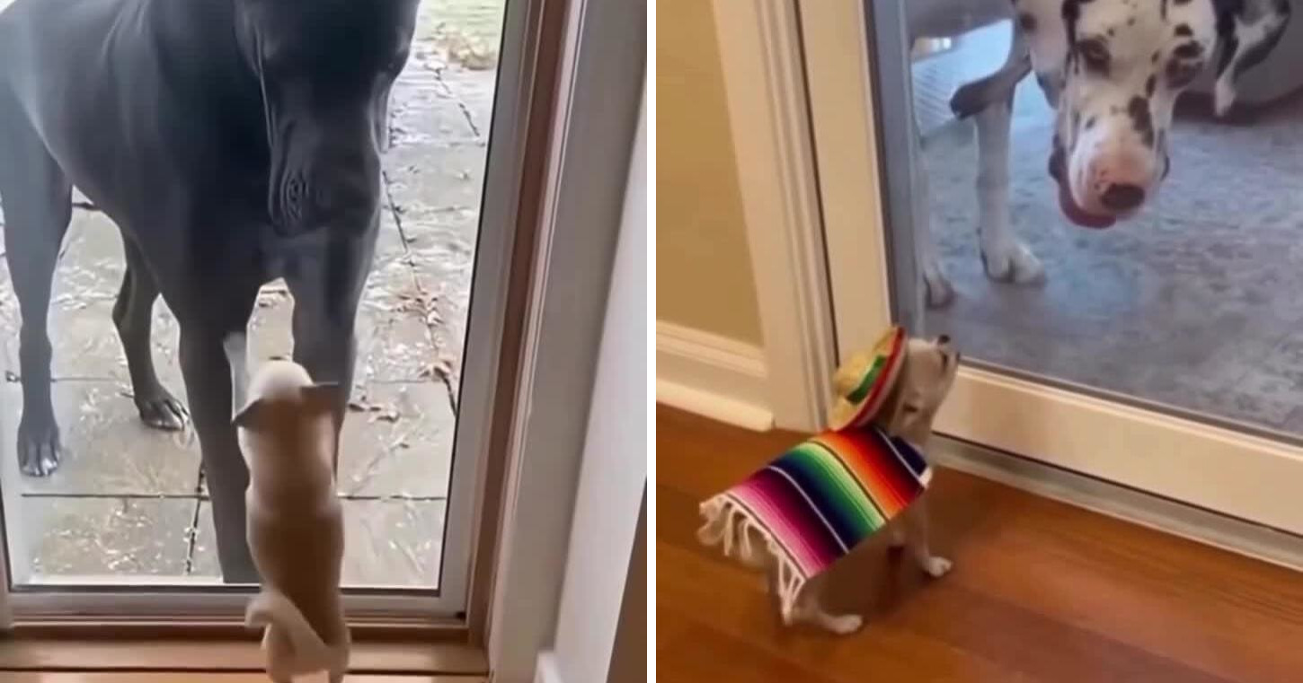 Мелкие «храбрые» собачки против гигантов