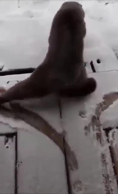 А вот и первый снег