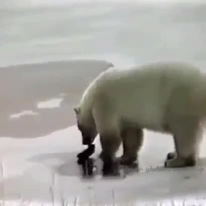 Вывести из себя мишку сложно, но можно