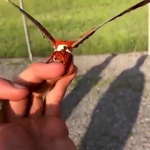 Hyalophora cecropia - самая большая бабочка С