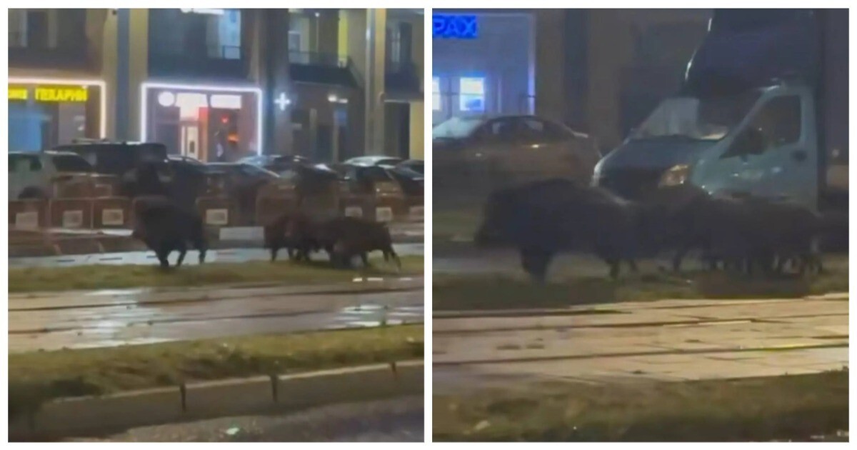 Семейство кабанов  на трассе в Санкт-Петербурге