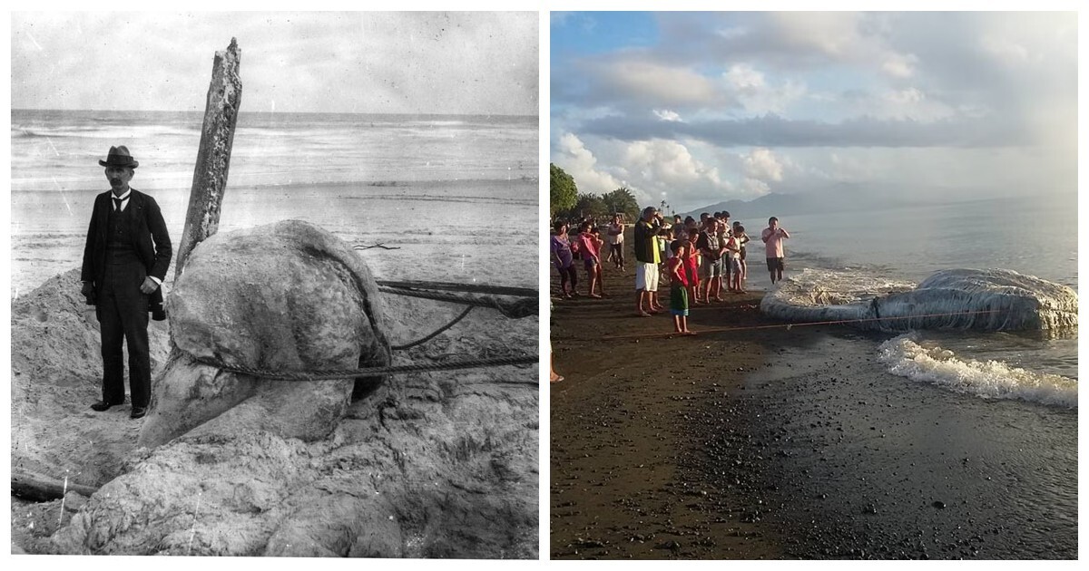 Глобстеры – таинственные бесформенные призраки океана