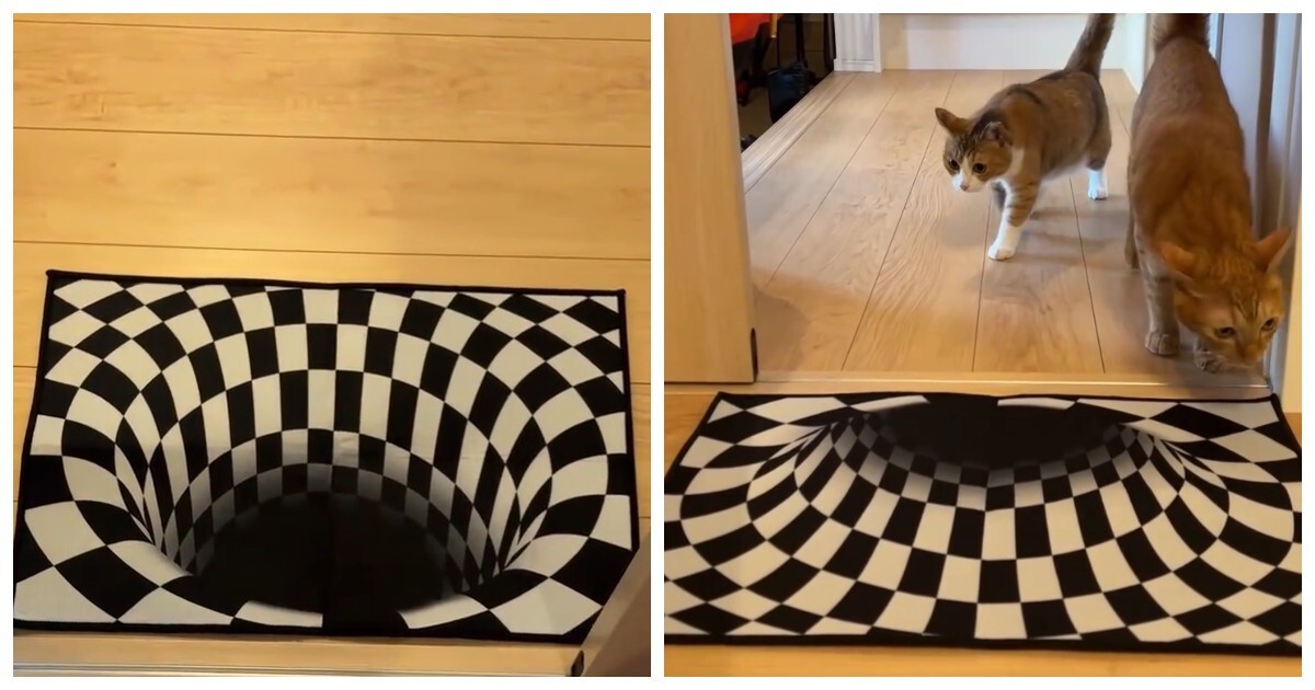 Коты обходят стороной коврики с оптической иллюзией