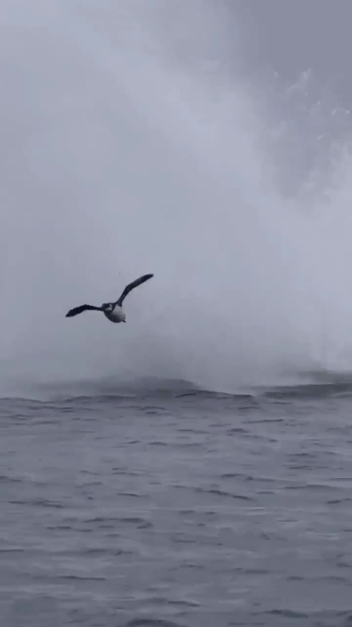 Опять нейросеть