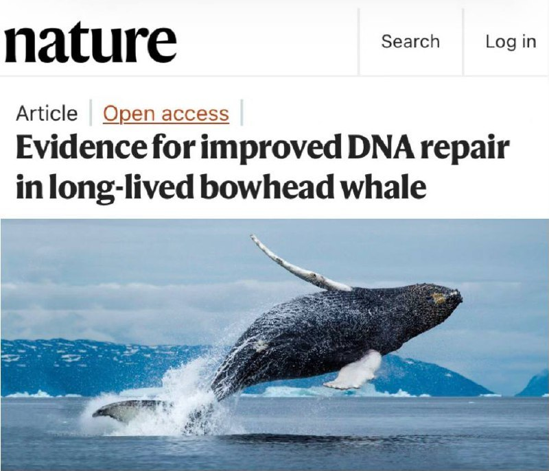 В организме китов нашли вещество, способное продлить жизнь человека