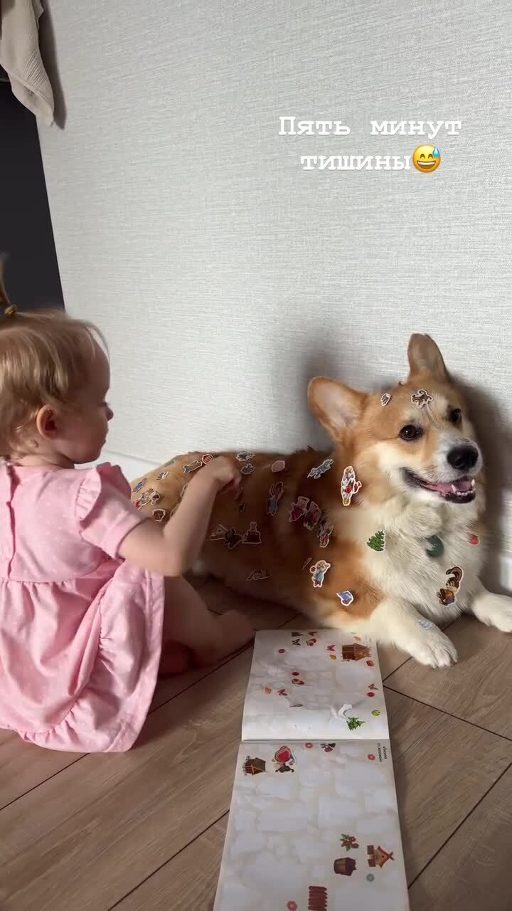 Терпение - корги 