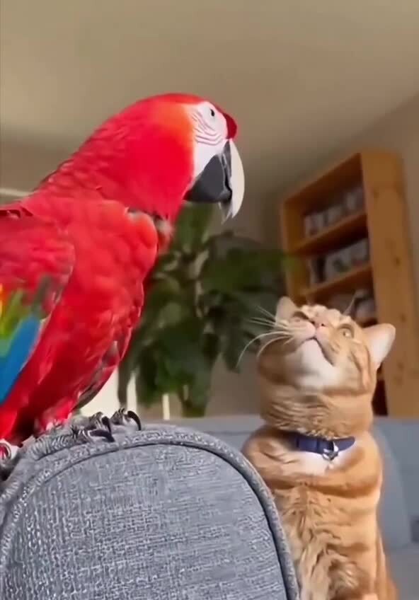 Домашние разговоры о важном