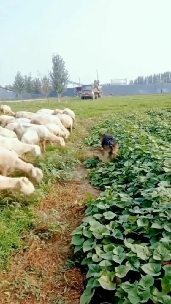 Урожай под охраной
