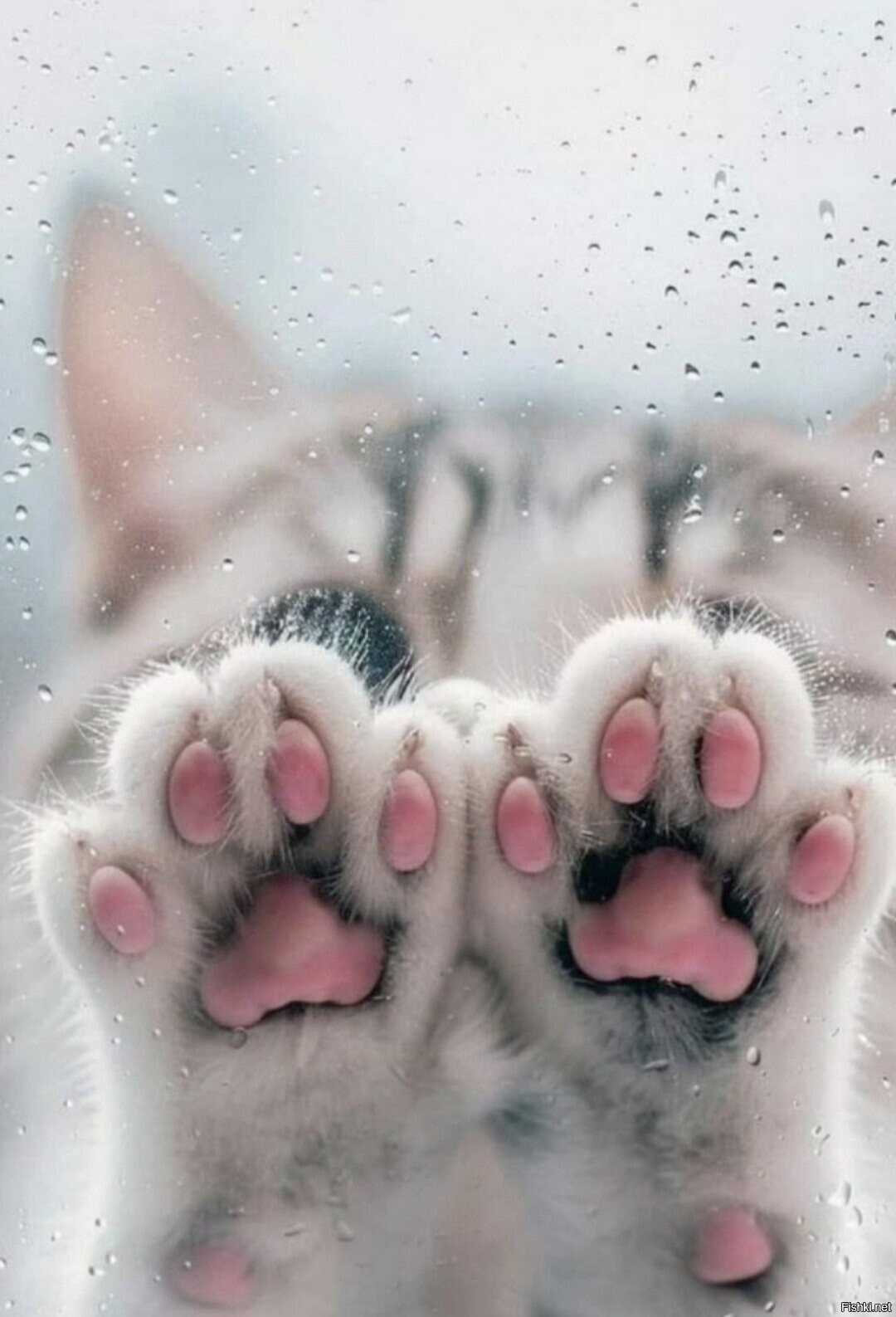 Доброе утро