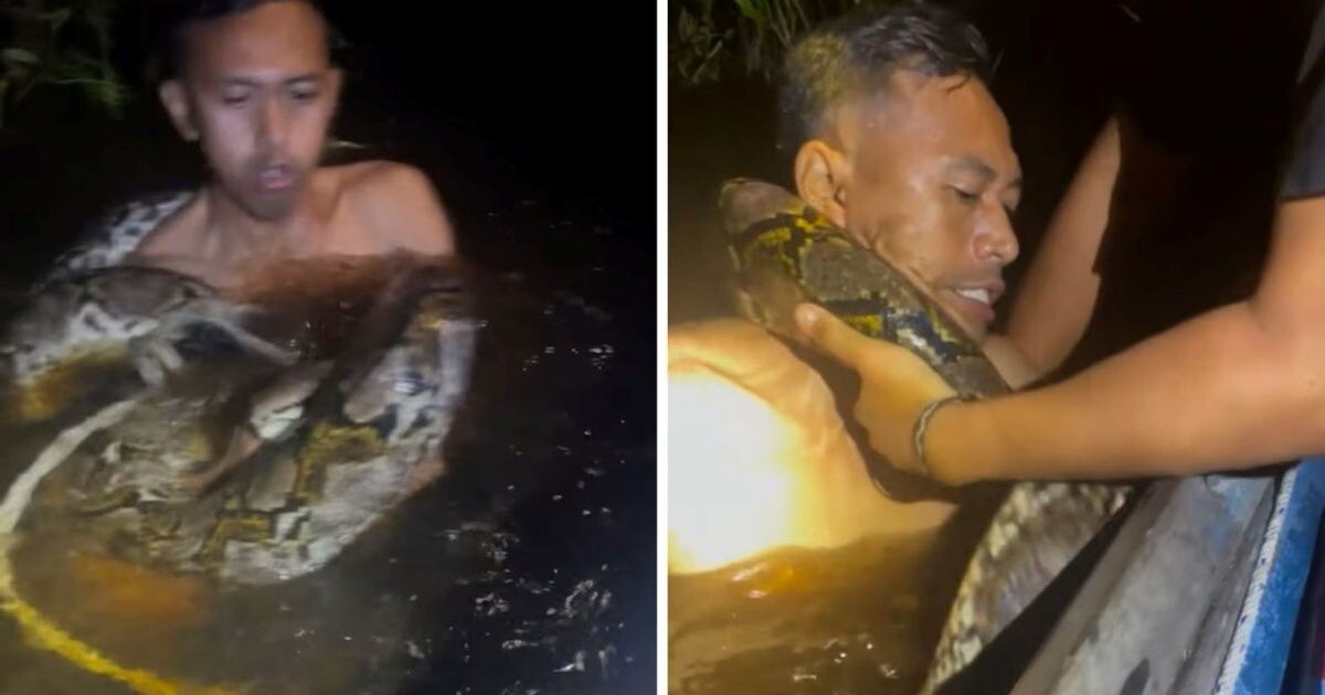 Жуткий момент: шестиметровый питон обвивается вокруг шеи гида на Борнео