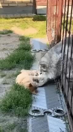 настоящая любовь не знает преград