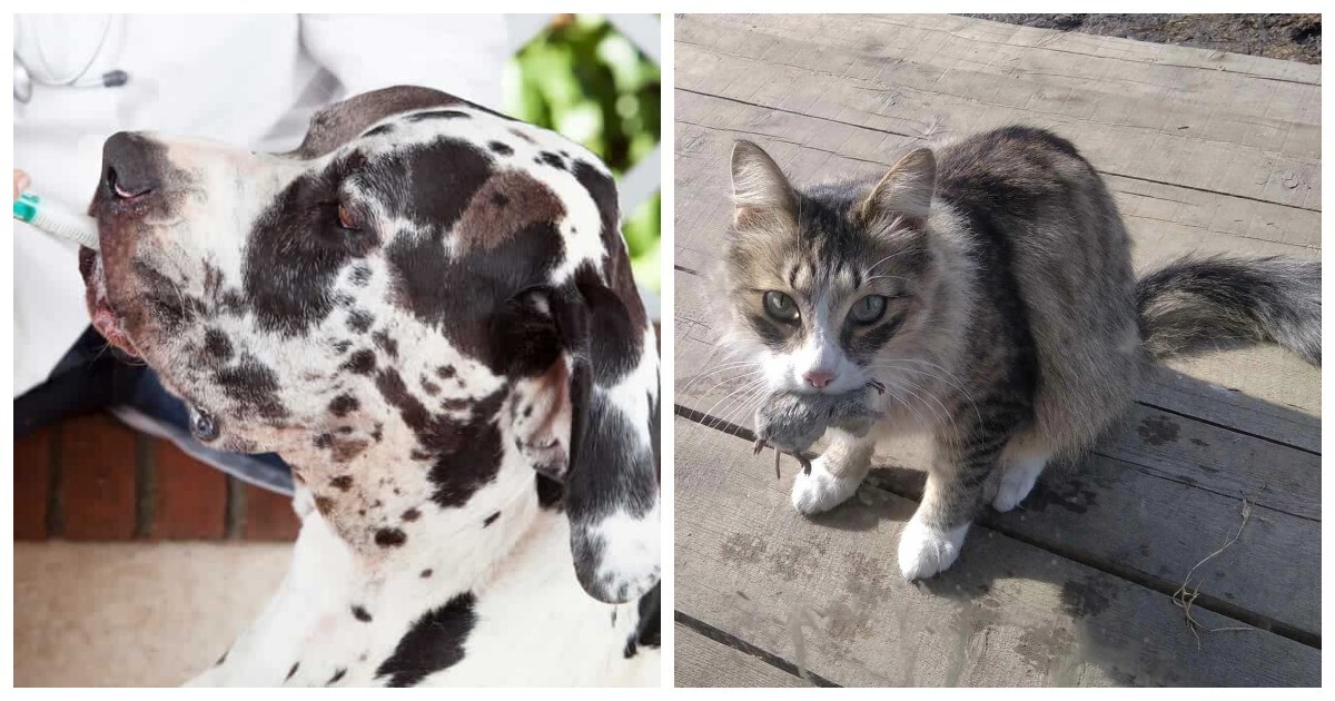 Реальные истории, подтверждающие высокий интеллект и развитую интуицию домашних питомцев